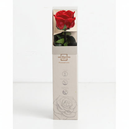 Rosa Stabilizzata Vera Rossa 27 cm