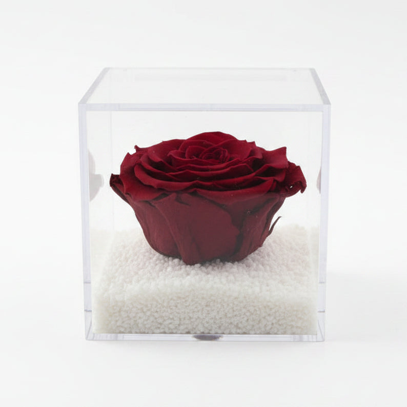 Flowercube Rosa Rossa Stabilizzata