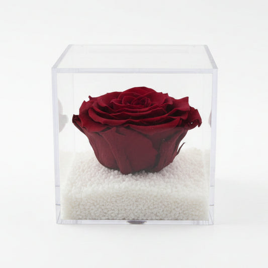 Flowercube Rosa Rossa Stabilizzata