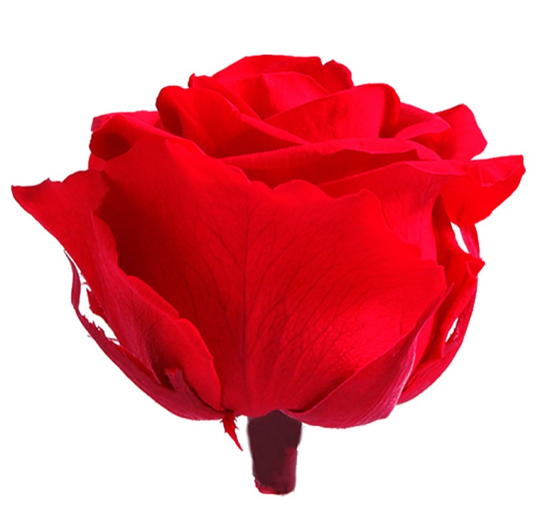 Rosa Stabilizzata GRANDE Vera Rossa 56 cm