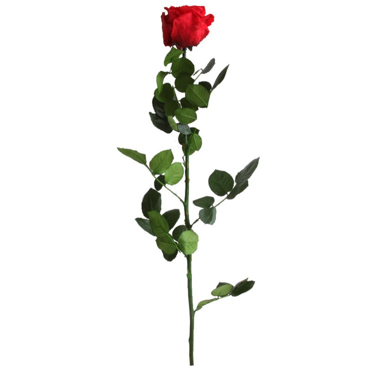 Rosa Stabilizzata Vera Rossa 53 cm
