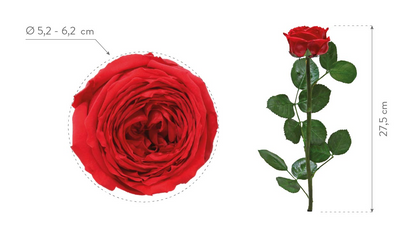 Rosa Stabilizzata Vera Rossa 27 cm