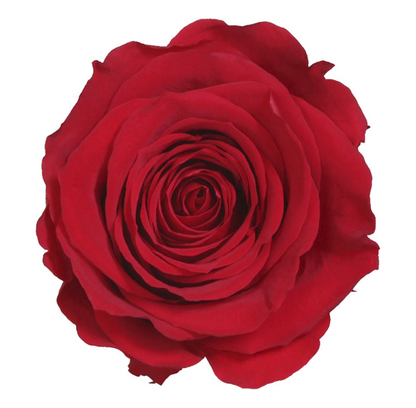 Rosa Stabilizzata Vera Rossa 53 cm