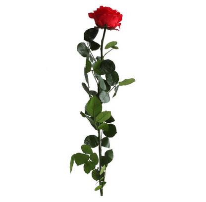 Rosa Stabilizzata GRANDE Vera Rossa 56 cm