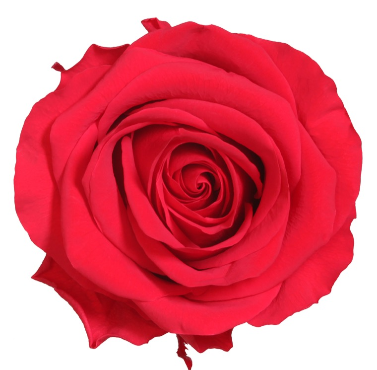 Rosa Stabilizzata GRANDE Vera Rossa 56 cm