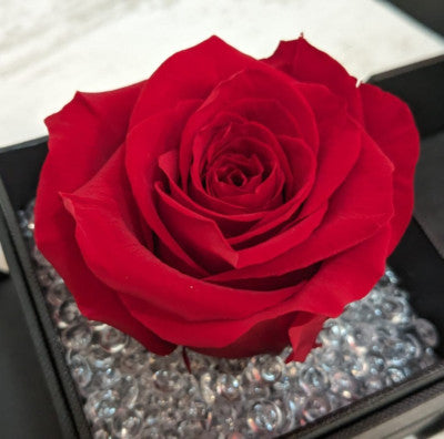 Rosa Stabilizzata Vera Rossa in Box